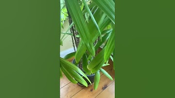 Part 3 of making bad transitions #shorts #comedy #trending #viral #transition #edit #editer