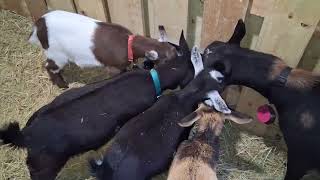 Want a Homestead Maintenance visit? Do you Have a Goat Mentor?