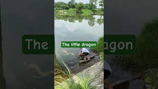 A Small Dragon Appears In The Sea And Changes Form When Touched Stunning Illusion