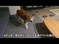 夜寝る前だけ意味深な行動を取っていた福丸のその後