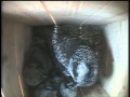 Juvenile Northern Hawk Owl getting mice to eat inside a birdbox - Varanger Birdpark