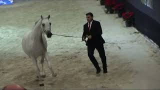 Memories of Paris - World Arabian Horse Championships 2022 - Part 15 - Championship - Senior Female