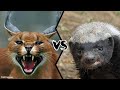 CARACAL VS HONEY BADGER  - Who Will Win A Legendary Fight?