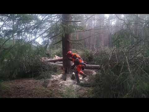 Video: Kaip naudoti medžio kelmo žudiką?