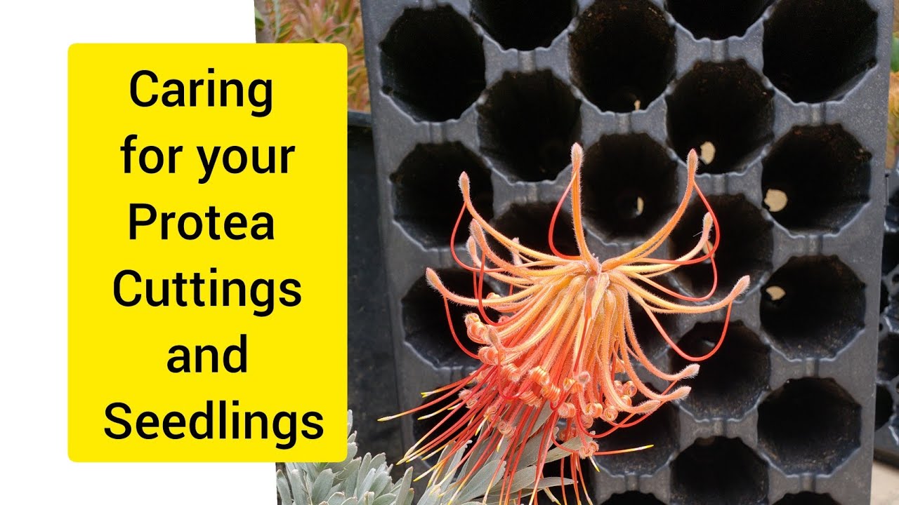 Basic Care for Protea Seedlings and Cuttings! *How to keep them Happy and Healthy!*