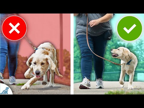 Video: Das gefürchtete E-Collar: Warum es die beste Wahl für die Wundversorgung ist