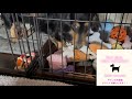 【ミニチュアダックスフンド】夢夢。遊ぼうよー!のサインです♪