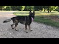 DDR German Shepherd