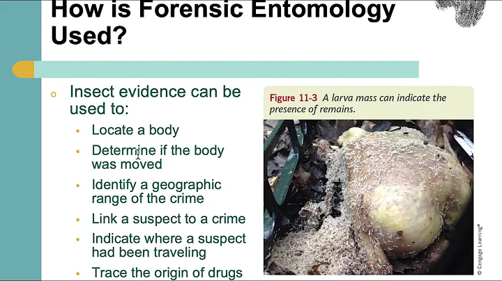 Chapter 11 Forensic Entomology Part 1