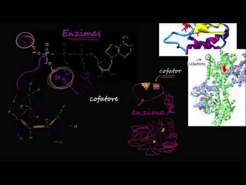 Vídeo: Diferença Entre Enzima E Coenzima