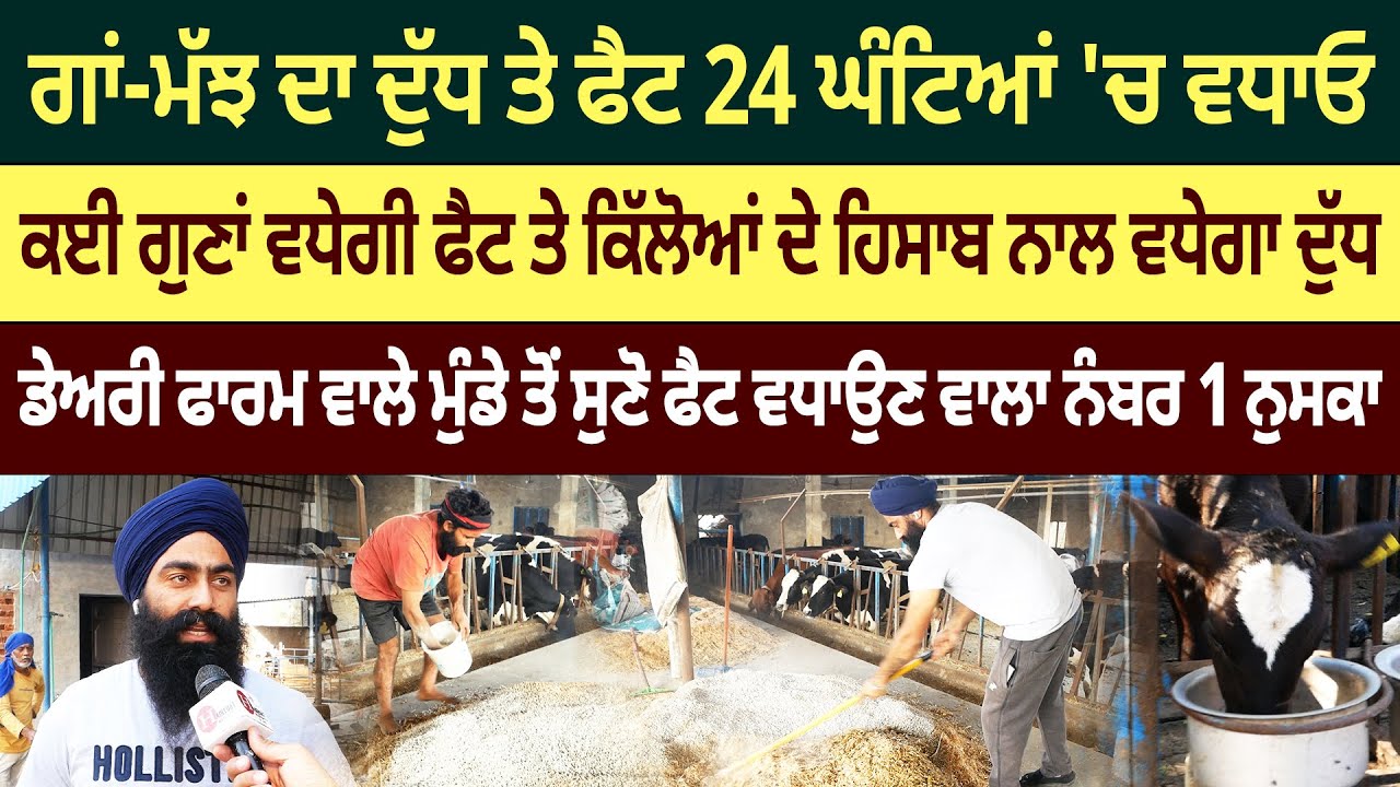 ਡੇਅਰੀ ਵਾਲੇ ਮੁੰਡੇ ਨੇ ਦੱਸਿਆ ਗਾਵਾਂ ਦੀ ਫੈਟ 4 ਤੋਂ ਉੱਤੇ ਕਰਨ ਵਾਲਾ ਨੁਸਕਾ