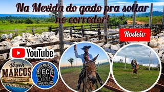 Juntando o gado na fazenda, apartando pra soltar no estradão!