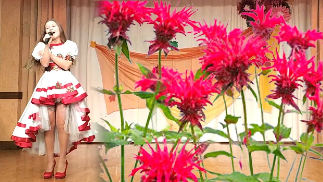 Червона Рута пісня - YouTube