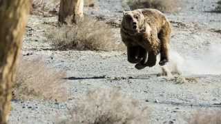 картинка: ICTEXPO2015 - МАЗААЛАЙ дэлхийн хамгийн ховор баавгай