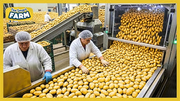 How Millions of Potatoes Are Processed at an Insane Scale