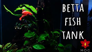 Making a Nano Tank for an Orange Betta Fish! by Danny MOG 1,638 views 5 months ago 9 minutes, 19 seconds