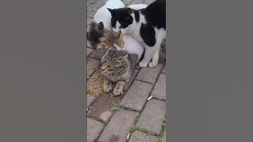 Thumbnail of the female cat fight her way out from the 3 male cats