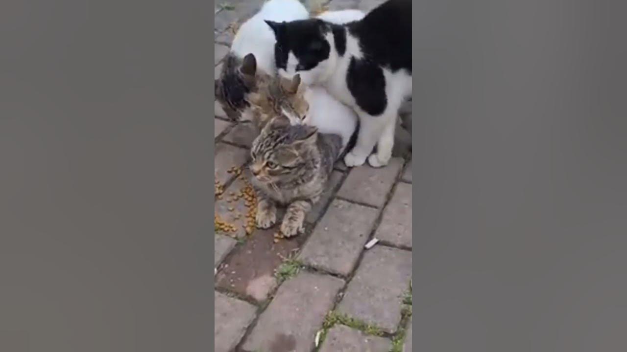 the female cat fight her way out from the 3 male cats