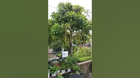 Cây Lộc Vừng Hoa Đỏ/ Chohoaonline.com/2024