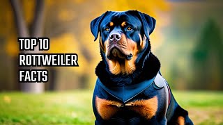 Rottweiler  Top 10 Facts