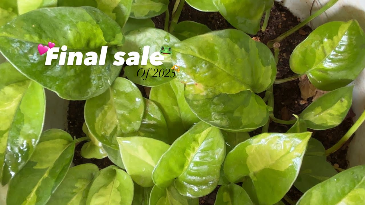 Final sale of 2025🫶💕 mobile;9543308546