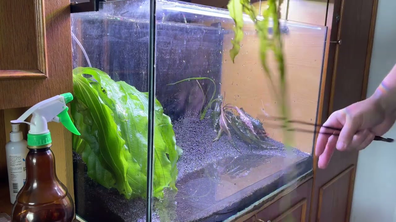 Перезапуск 120 літрового акваріума😱