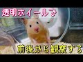 ハーモニーホイールは見やすくてGood。走れ！おいも君。【ハムスター】【キンクマ】【ハビんぐ 】