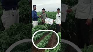 combo kit 👌#NPK #Boron #zinc #spary #cotton_ki_kheti #cotton_Npk #Activefarmers #leafcurl #farming #