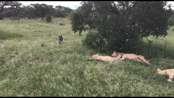 Warthog runs right into a pride of lions
