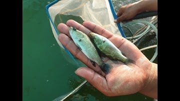 KINH NGHIỆM CHĂM SÓC CÁ CHẼM (CÁ VƯỢC)