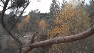 Sad Forest