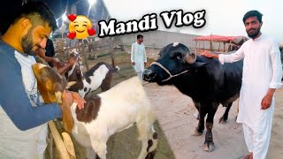 Aj Hum Bakra Mandi Gy Par Rates  | Mandi vlog