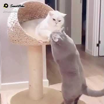 cats kiss😘 #shorts #youtubeshorts #barbaros #barbarosepisode1 #barboras ☹
