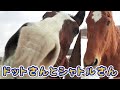 シャトル&ドトウ『名馬と癒しの時間』放牧前と放牧地にて