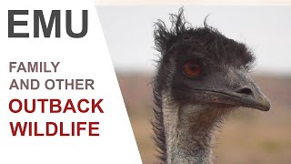 EMU AND OTHER WILDLIFE FILMED IN AUSTRALIAS OUTBACK.