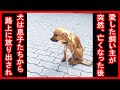 優しい飼い主が亡くなった後、息子たちは母親が愛した飼い犬を家から放り出しました。