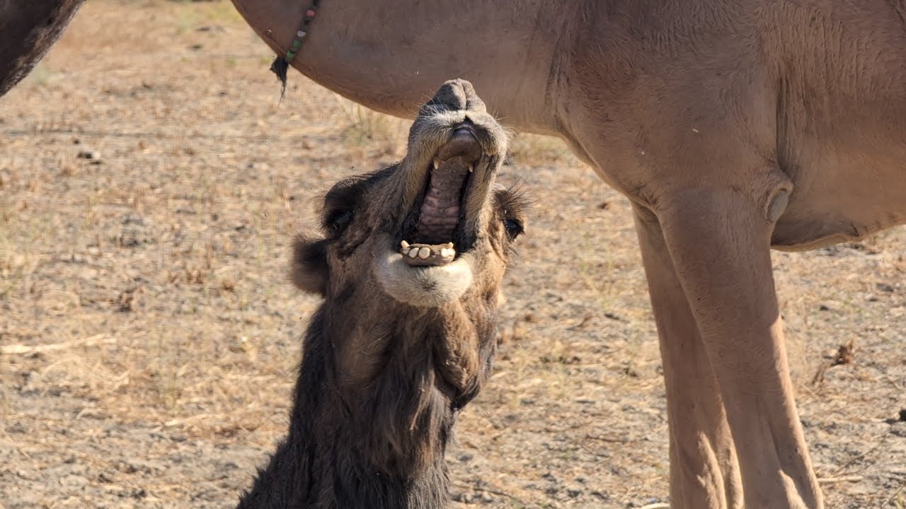 A camel is loudly calling out to its friends, inside jungle - YouTube