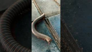 These legs just keep going… and going… Millipede close up you didn’t know you needed 👀 #Millipede