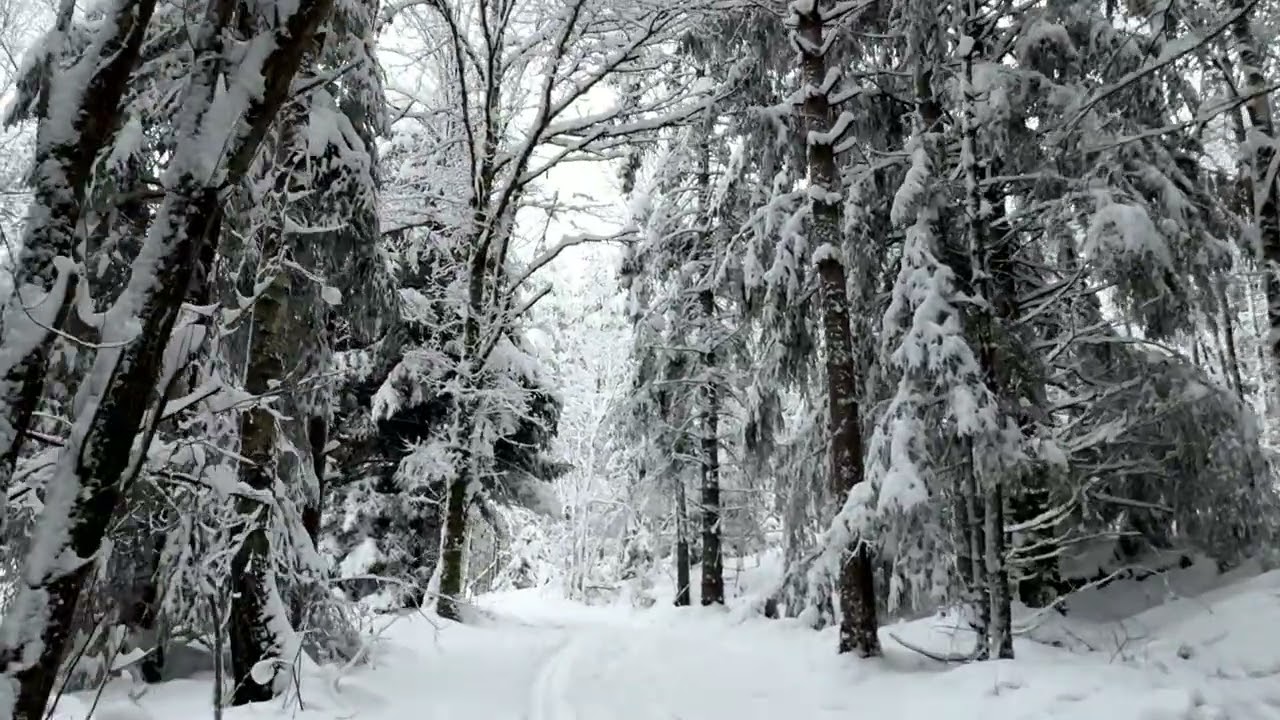 4K Winter Wonderland | Walking in 40cm Deep Snow in Scandinavia ❄️