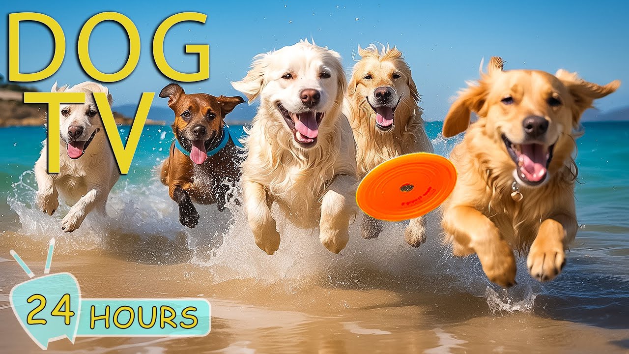 DOG TV for Dogs to Watch: Best Video to Keep Dog Calm & Happy for Hours - Anti-Anxiety Music for Dog