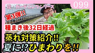 ひまわりの育て方