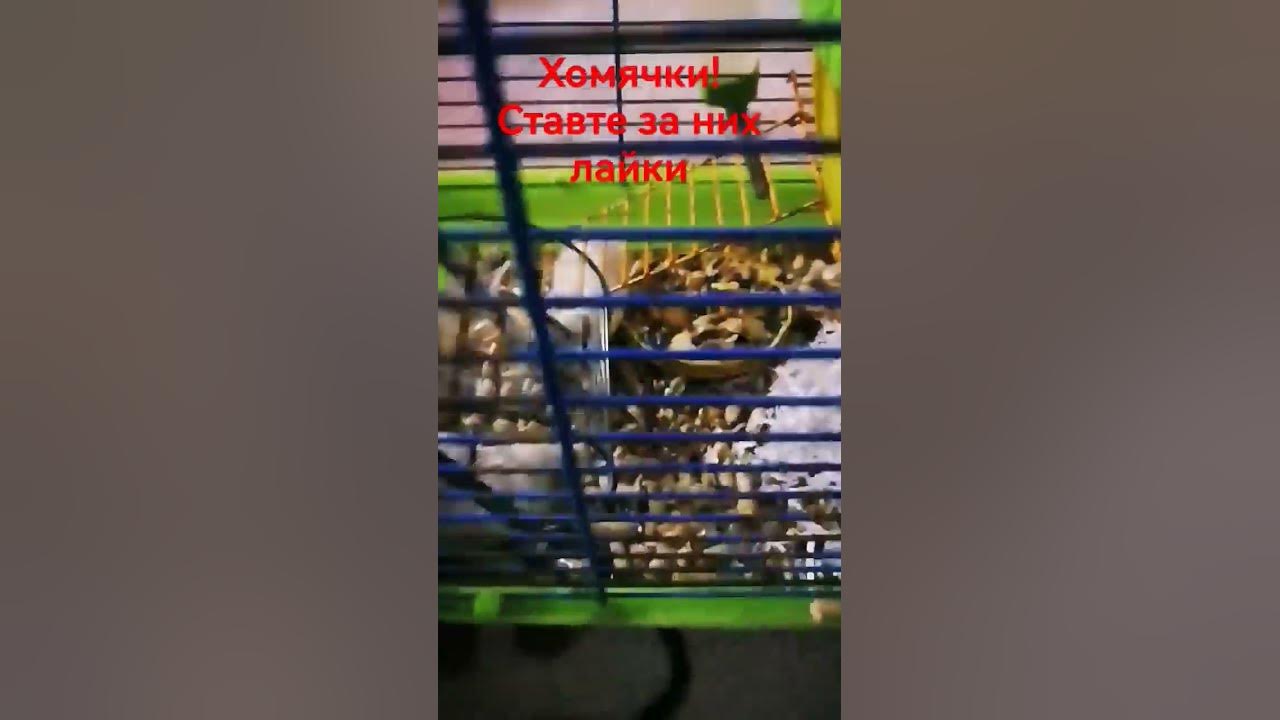 хомячки милашки - YouTube