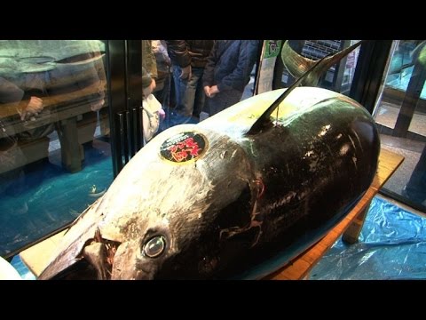 سمكة تونا حمراء تباع بسعر 37 الف دولار في مزاد السمك في طوكيو