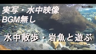 岩魚の源流を水中散歩・実写水中自然動画・実音・BGM無【癒しの風景】 岩魚の源流を水中散歩・実写水中自然動画・実音・BGM無【癒しの風景】