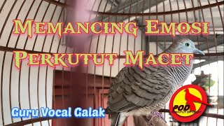 Perkutut Lokal Manggung Ketukan Rapat || Mbah Joyo Reborn