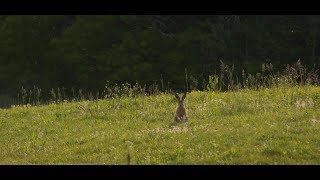 Rencontres nature en Vienne Les milieux bocagers
