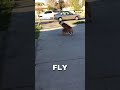 Corgi flying over Corgi!
