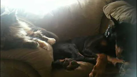 Video 10987301: cat vs maine coon, gold cat