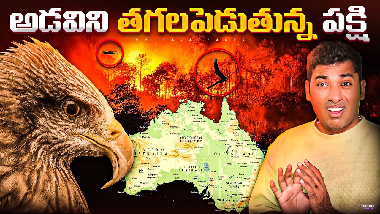 Mysterious Bird Hunting For Food  |Top 10 Interesting Facts | Telugu Facts | VR Raja Facts