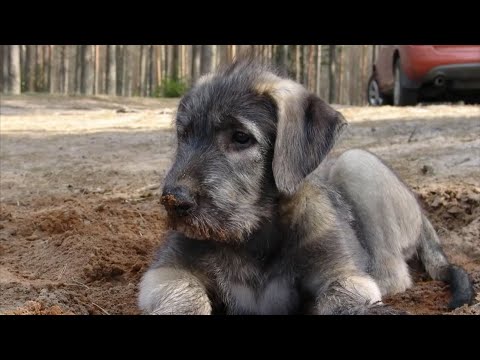 Video: Great Gaelic Dog Names för en irländsk Wolfhound